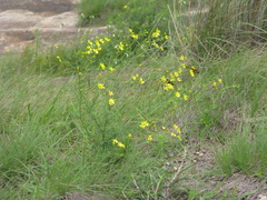 Senecio tenuifolius