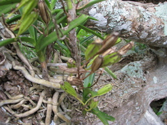 Vanda