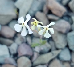 Lyperia tristis