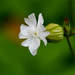 White Campion - Photo (c) Alexander Rausch, some rights reserved (CC BY-NC), uploaded by Alexander Rausch