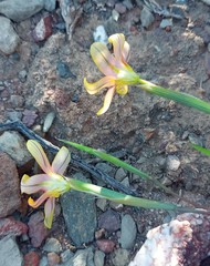 Moraea karroica