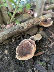 Rigidoporus