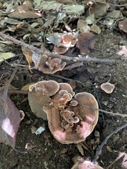 Rigidoporus