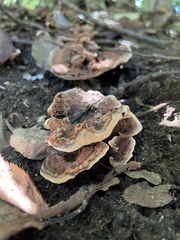 Rigidoporus