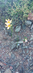 Moraea karroica