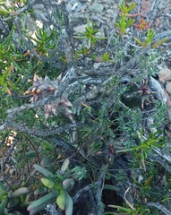 Quaqua mammillaris