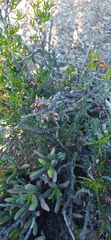 Quaqua mammillaris