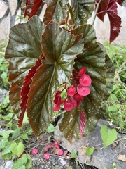 Begonia lucerna