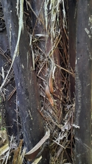 Varzea altamazonica