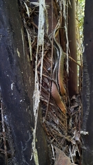 Varzea altamazonica