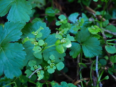 Chrysosplenium ramosum