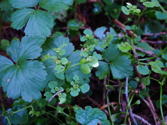 Chrysosplenium ramosum