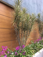 Dracaena reflexa angustifolia