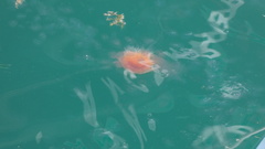 Cyanea capillata