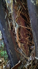 Varzea altamazonica
