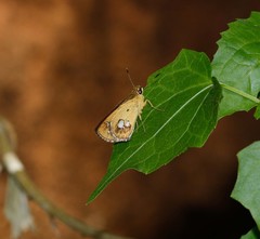Scobura