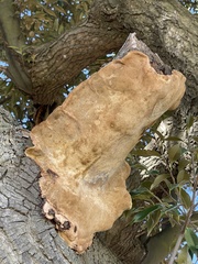 Fungi