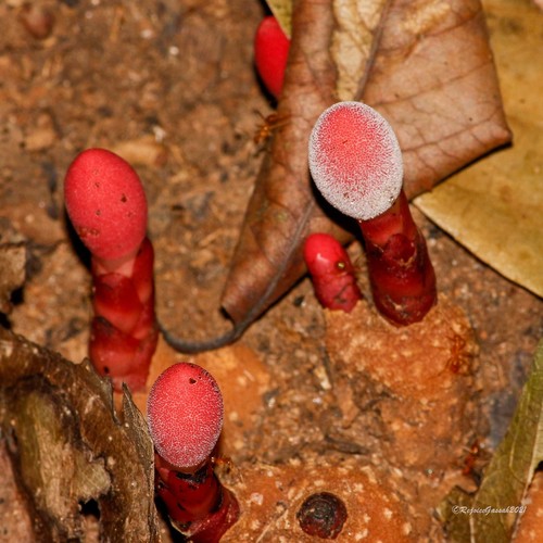 Balanophora dioica (Balanophora dioica)