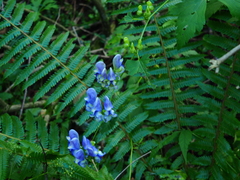 Aconitum axilliflorum