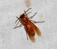 Provespa barthelemyi