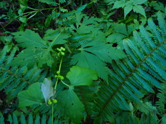 Aconitum axilliflorum