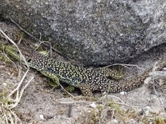 Timon lepidus ibericus