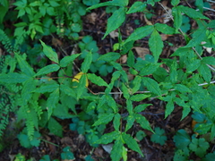Acer mandshuricum