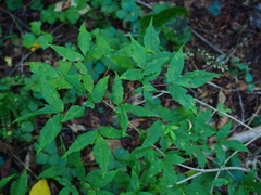 Acer mandshuricum