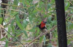 Lybius torquatus torquatus