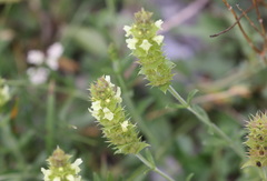 Sideritis hyssopifolia