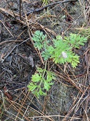 Artemisia vulgaris vulgaris