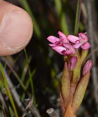 Disa vaginata