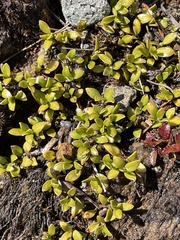 Coprosma perpusilla perpusilla