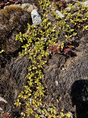 Coprosma perpusilla perpusilla