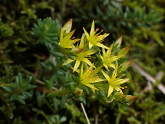 Sedum morrisonense