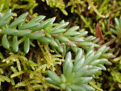 Sedum morrisonense