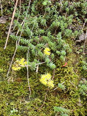 Sedum morrisonense