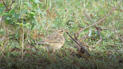 Anthus godlewskii