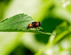 Phytomia