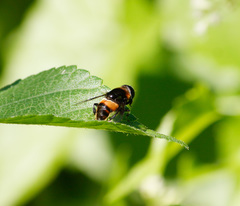 Phytomia