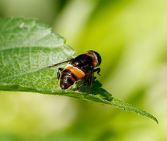Phytomia