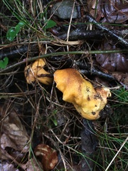 Cantharellus amethysteus