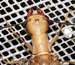 Corydalus flavicornis