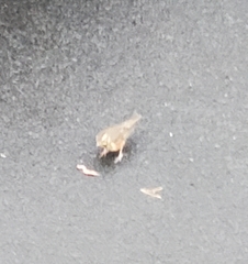 Turdus iliacus coburni