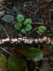 Aleurodiscus wakefieldiae