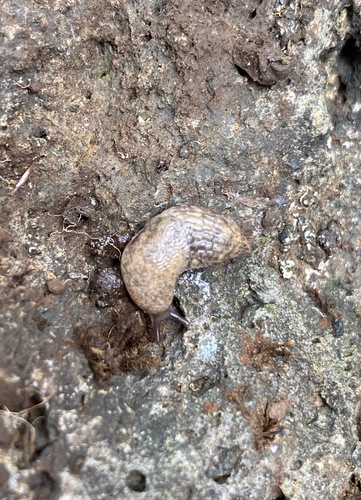 Agriolimax observed 2021-09-19