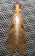 Corydalus flavicornis