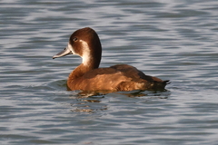 Netta erythrophthalma