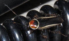 Pseudomops praeclarus