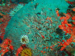 Pseudopotamilla reniformis